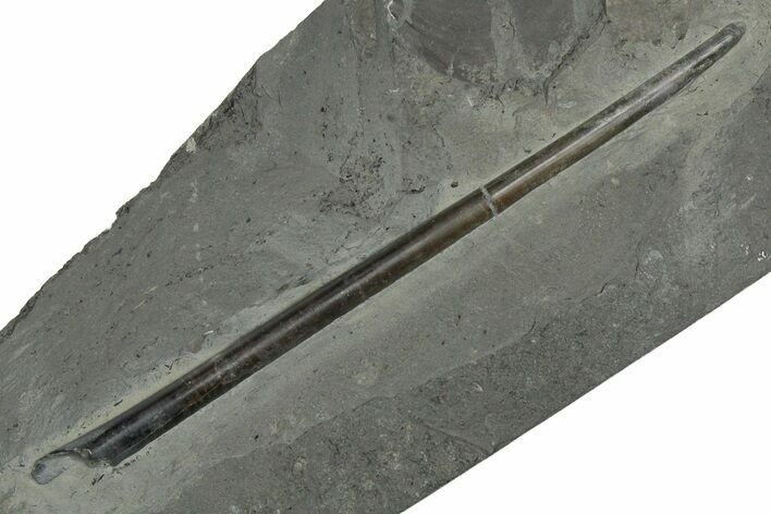 Fossil Belemnite (Youngibelus) Rostrum - Germany #354207